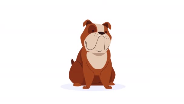 hond Engels bulldog mascotte animatie 4k video geanimeerd - Video