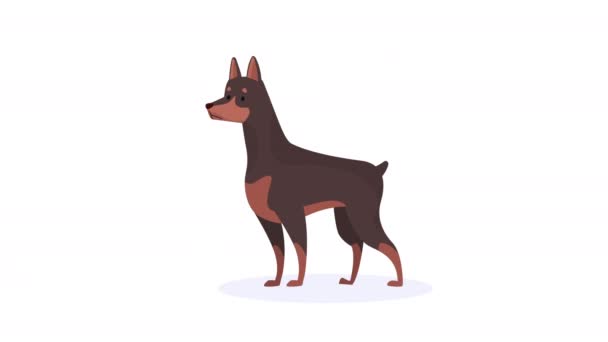 hond doberman mascotte karakter animatie 4k video geanimeerd - Video