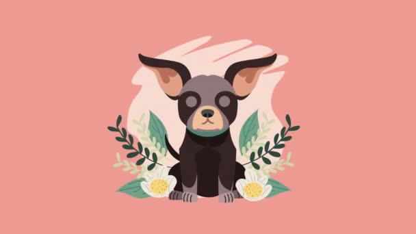 χαριτωμένο chihuahua σκυλί κινουμένων σχεδίων μασκότ 4k βίντεο κινουμένων σχεδίων - Πλάνα, βίντεο