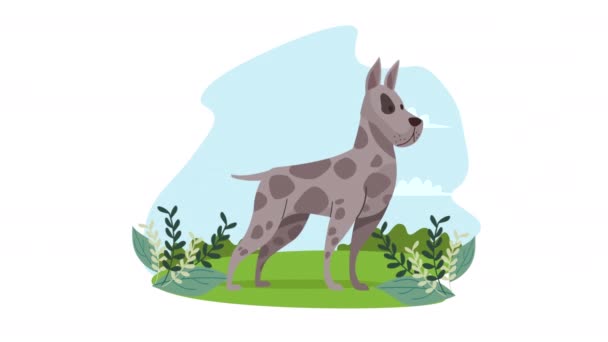 söpö dogo maskotti eläinten animaatio 4k video animoitu - Materiaali, video