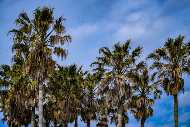 Summer palm trees against the blue sky - Фото, изображение