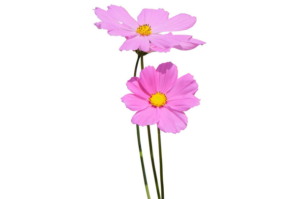 Vaaleanpunainen Cosmos Kukka eristetty valkoisella pohjalla, leikkaamalla Pat - Valokuva, kuva