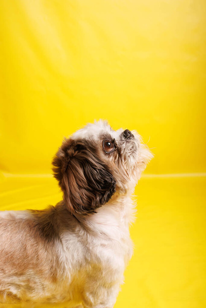 Shih Tzu Pies rasy fotografii krzycząc w studio - Zdjęcie, obraz
