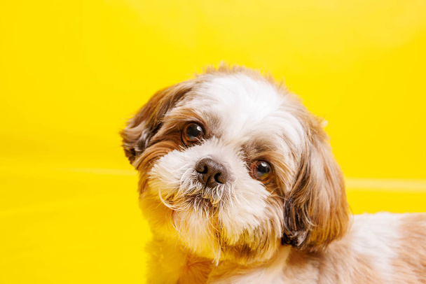 Shih Tzu Dog breed photography shouting in studio - Foto, Imagem