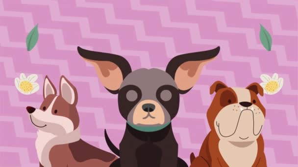 drei hunde haustiere mit blumen animation 4k video animiert - Filmmaterial, Video