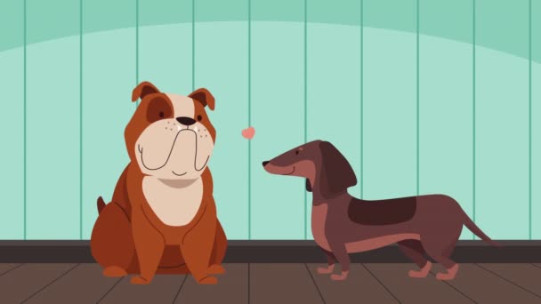 cute dogs couple characters animation 4k video animated - Footage, Video