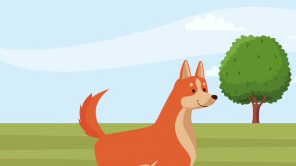 анимация талисмана собаки Шиба Ину 4k видео анимировано - Кадры, видео