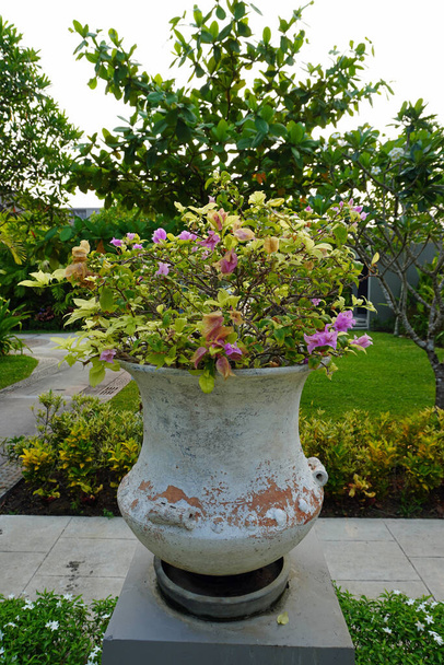Ideias de jardim. Flor de papel (Bougainvillea glabra) em vaso para decoração de jardim. Paperflower é usado geralmente como uma planta ornamental ao ar livre - Foto, Imagem