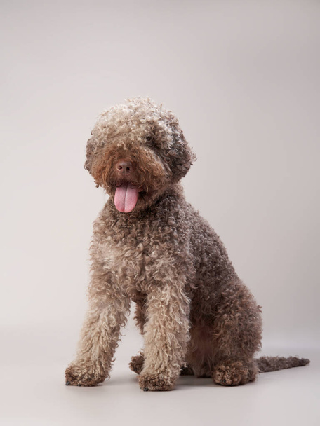 spanish water dog on a beige background. Funny curly pet. Lagotto romagnolo - Foto, Imagen