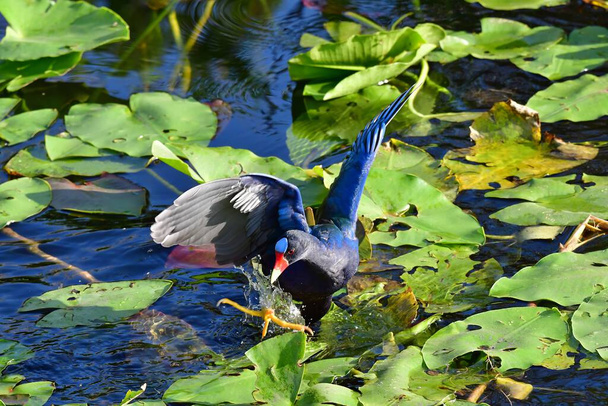 Purple Gallinule - Porphyrio martinicus - hledání potravy uprostřed Spattern doku - Nuphar lutea - v národním parku Everglades, Florida. - Fotografie, Obrázek