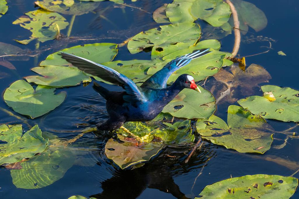 Purple Gallinule - Porphyrio martinicus - searching for food amidst Spatterdock - Nuphar lutea - in Everglades National Park, Florida. - Photo, Image