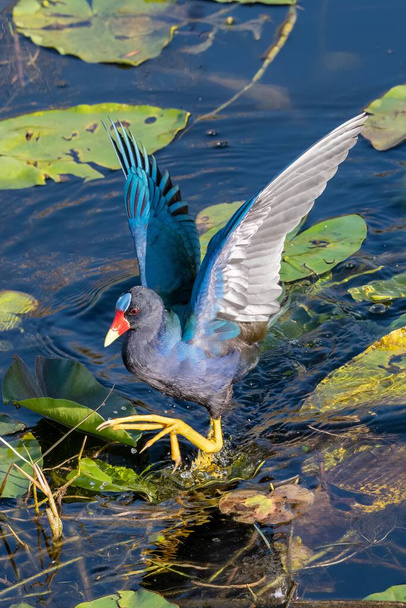 Purple Gallinule - Porphyrio martinicus - searching for food amidst Spatterdock - Nuphar lutea - in Everglades National Park, Florida. - Фото, изображение