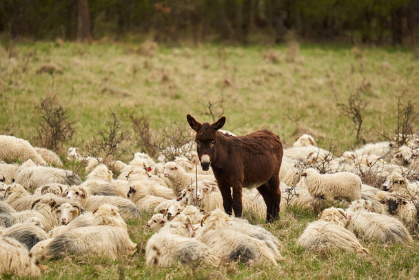 Donkey and flock of sheep on a pasture - Foto, immagini