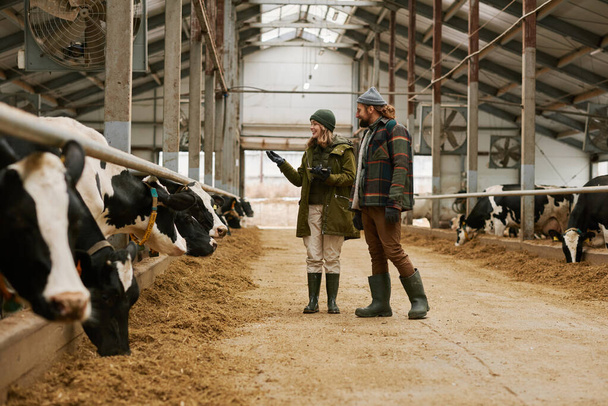 彼らは納屋に沿って歩き、牛を屋台で調べる農家と一緒に農業を議論する農業学者 - 写真・画像