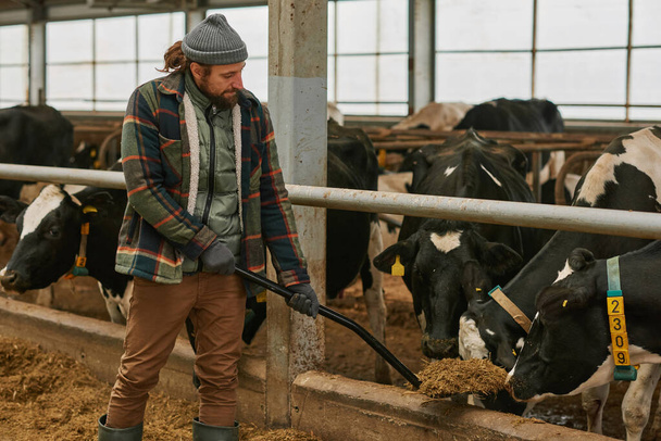 Agrónomo dando heno a pala para alimentar vacas lecheras en granja lechera - Foto, Imagen