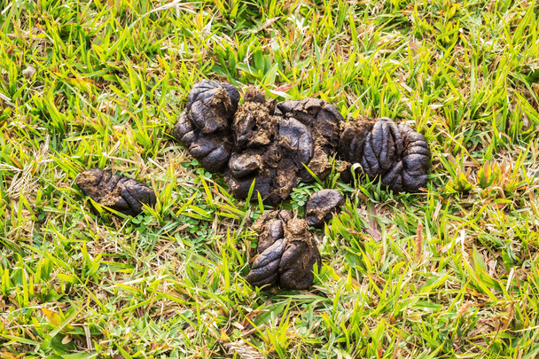 Cow dung - Photo, Image
