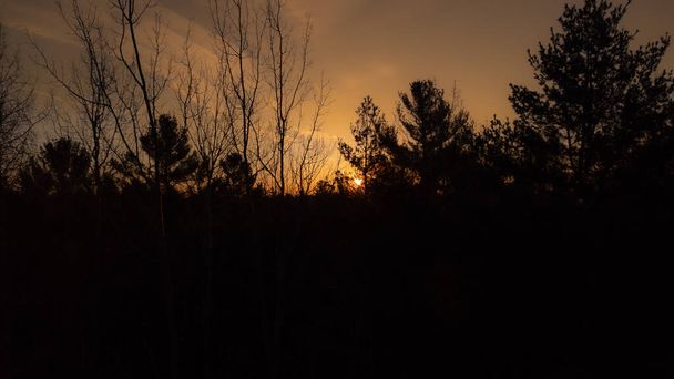 Bella alba attraverso la foresta boreale canadese in primavera, in una mattina di aprile - Foto, immagini