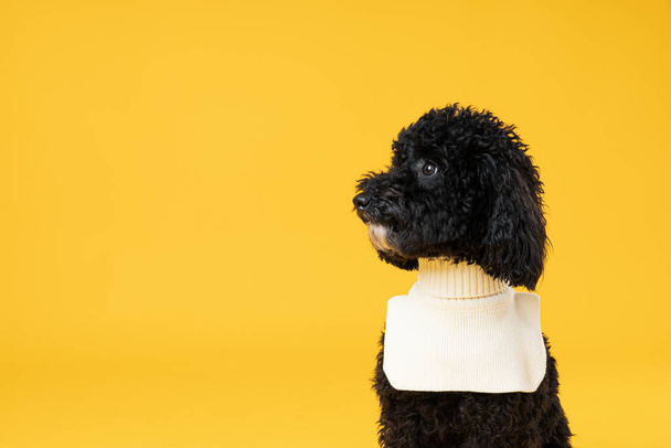 Black Toy Poodle dog on yellow background - 写真・画像