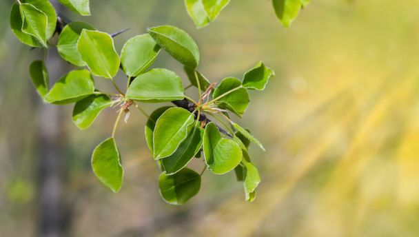 Tak van de wilde perenboom met kleine verse jonge bladeren op een wazige achtergrond bij zonnig weer, close-up in selectieve focus - Foto, afbeelding