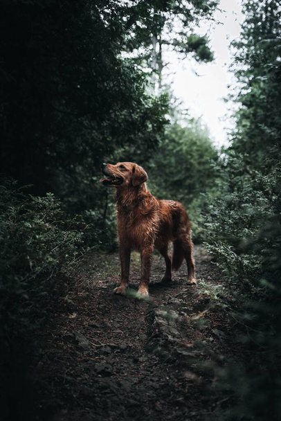 A vertical shot of a cute brown dog on a pathway in a forest in New Brunswick, Canada - Foto, imagen