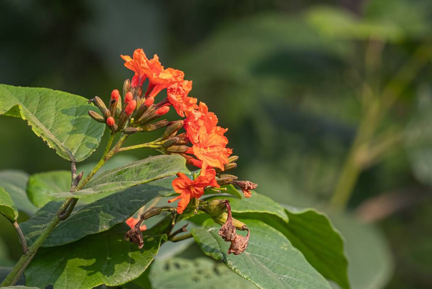 A close-up of an orange Geiger flower (Cordia sebestena) plant in a garden - 写真・画像