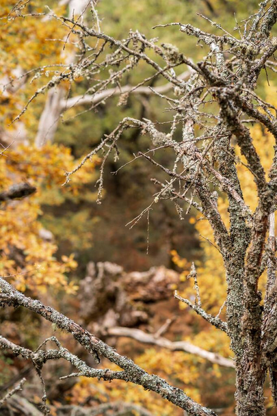 A vertical shot of a leafless tree in the forest of Hayedo de Montejo in Madrid - Foto, Imagen