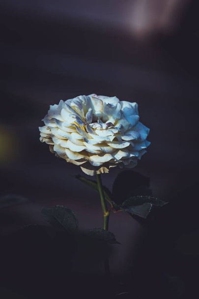 White rose in dark background. The white rose is the most popular flower in the summer season. - Zdjęcie, obraz