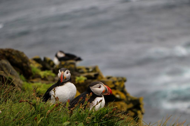 A group of Atlantic puffins standing on a high mountain edge with gray water in the background - Fotografie, Obrázek