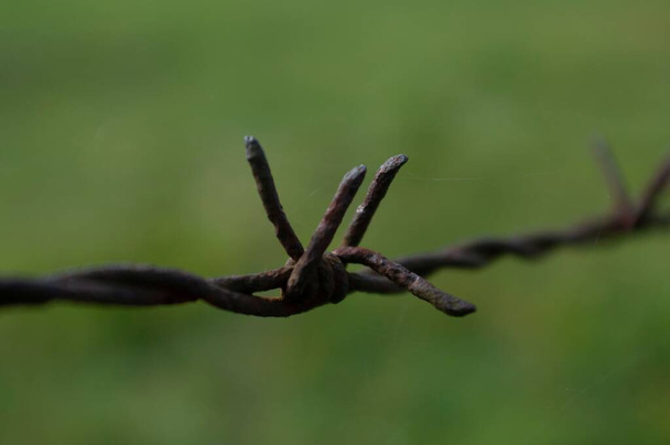A closeup of a barbed wire on the blurry green background - Photo, image