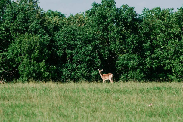 A beautiful shot of a brown deer grazing on a rural green field - Фото, изображение