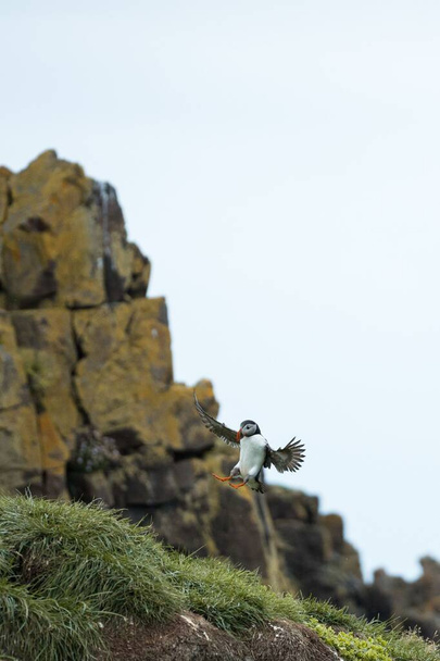 A vertical shot of a puffin in the air landing on a rocky cliff in Iceland - Foto, imagen