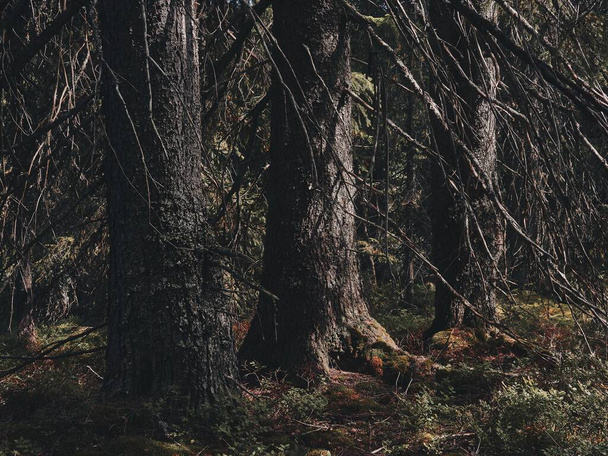 Крупный план старых деревьев в лесу - Фото, изображение