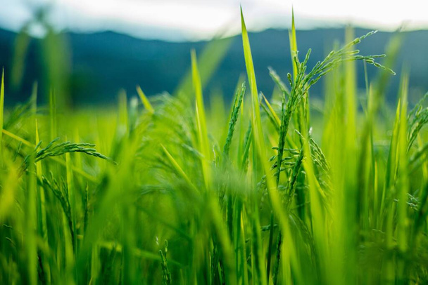 A closeup shot of bright green rice plants growing on a field - Фото, изображение