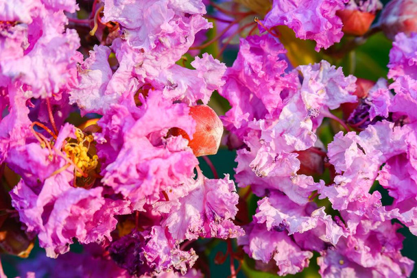 春の終わり頃に開花するピンクの花のコレクション - 写真・画像