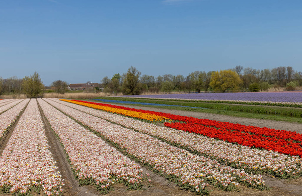Campos de tulipas florescentes perto de Lisse, na Holanda - Foto, Imagem