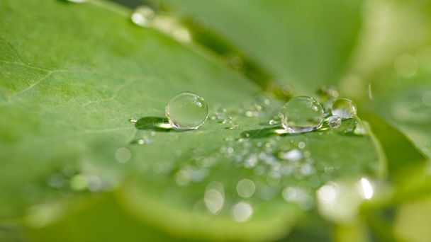 A close-up of green leaves covered in dew in a garden - Photo, Image