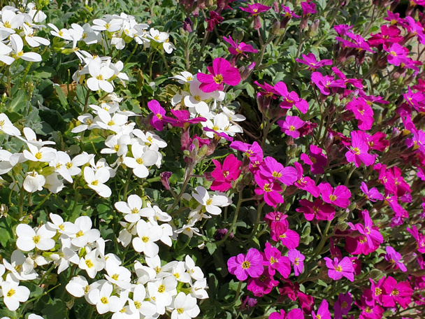 アウブリエタ-春の庭に白と赤の花が咲いています - 写真・画像