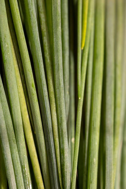 A vertical closeup shot of fresh green onions - Photo, image
