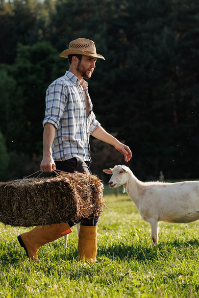 Male farmer carries hay for his goats. Young rancherman feeding cute pets. Farm livestock farming for the industrial production of goat milk dairy products. Agriculture business and cattle farming - Photo, image