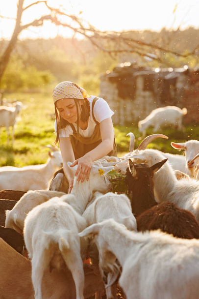 Női farmer vigyáz aranyos kecskékre. Fiatal nő állatterápiára jár a farmra. állattenyésztés kecsketejtermékek ipari termeléséhez.Mezőgazdasági vállalkozás és szarvasmarhatenyésztés - Fotó, kép
