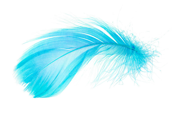 Light fluffy blue feather isolated on white background. - Photo, Image