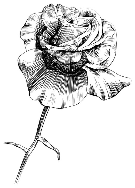 Rose flower isolated on white. hand drawn vintage illustration. - Vector, Image