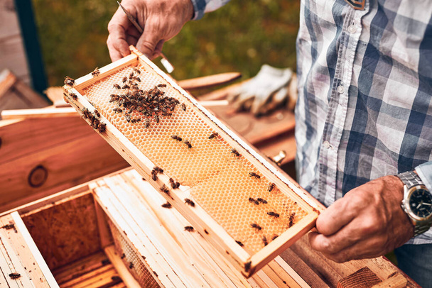 Apicultor trabajando en colmenar. Sacando el panal de la colmena con abejas en panal. Tiempo de cosecha en colmenar. La apicultura como hobby. Producción agrícola - Foto, imagen