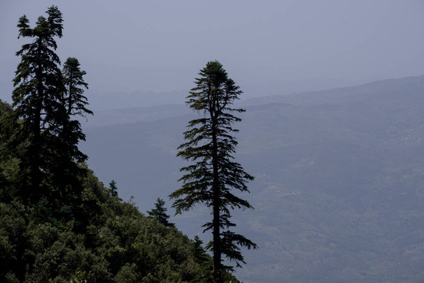 fenyőerdő, Jebel Tizouka, Chefchaouen, Talassemtane Nemzeti Park, Morokkó, Afrika - Fotó, kép