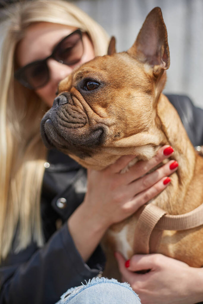 Portrait of a cute brown French bulldog sitting on owner's laps. Young woman petting her pet - Fotoğraf, Görsel
