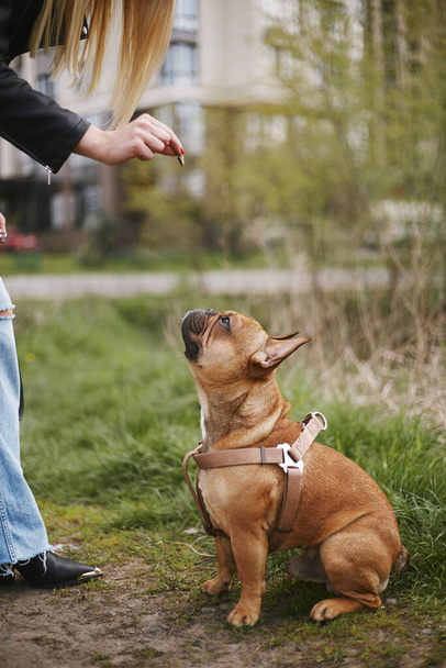 Owner training pet. Young woman giving her dog a treat. French bulldog being trained to follow commands - Photo, Image