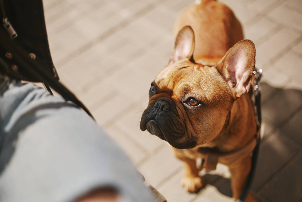 Cute French bulldog puppy asking the owner for food. Portrait of adorable young dog waiting for a treat - Фото, изображение