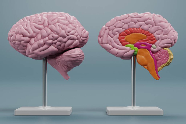 Realista 3D renderizado de modelo de cerebro plástico - Foto, Imagen
