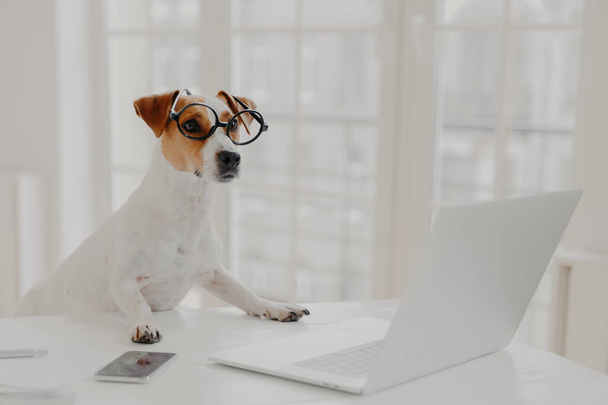 Photo of busy pedigree dog wears big round spectacles, busy working at laptop computer, sits in front of screen, surrounded with modern gadgets, poses in coworking space. Animals, technology - Photo, Image