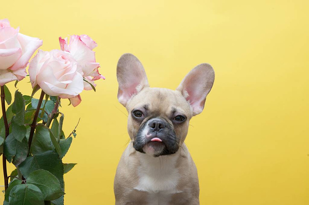 The bulldog dog, sticking out the tip of his tongue, sits near a festive spectacular bouquet of roses on a yellow background of a photo studio, carefully looking into the camera. - Photo, image